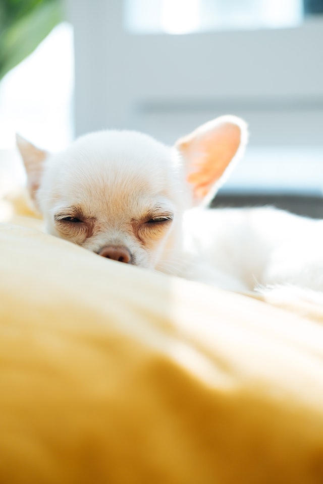 Sleep is important for language learning